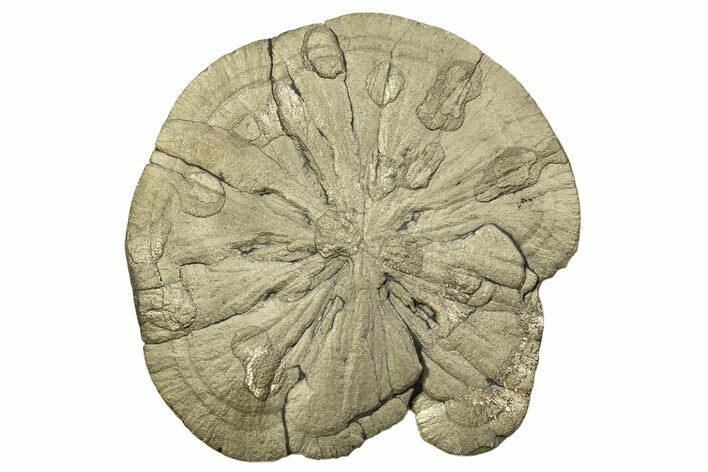 Large, Pyrite Sun - Sparta, Illinois #315847